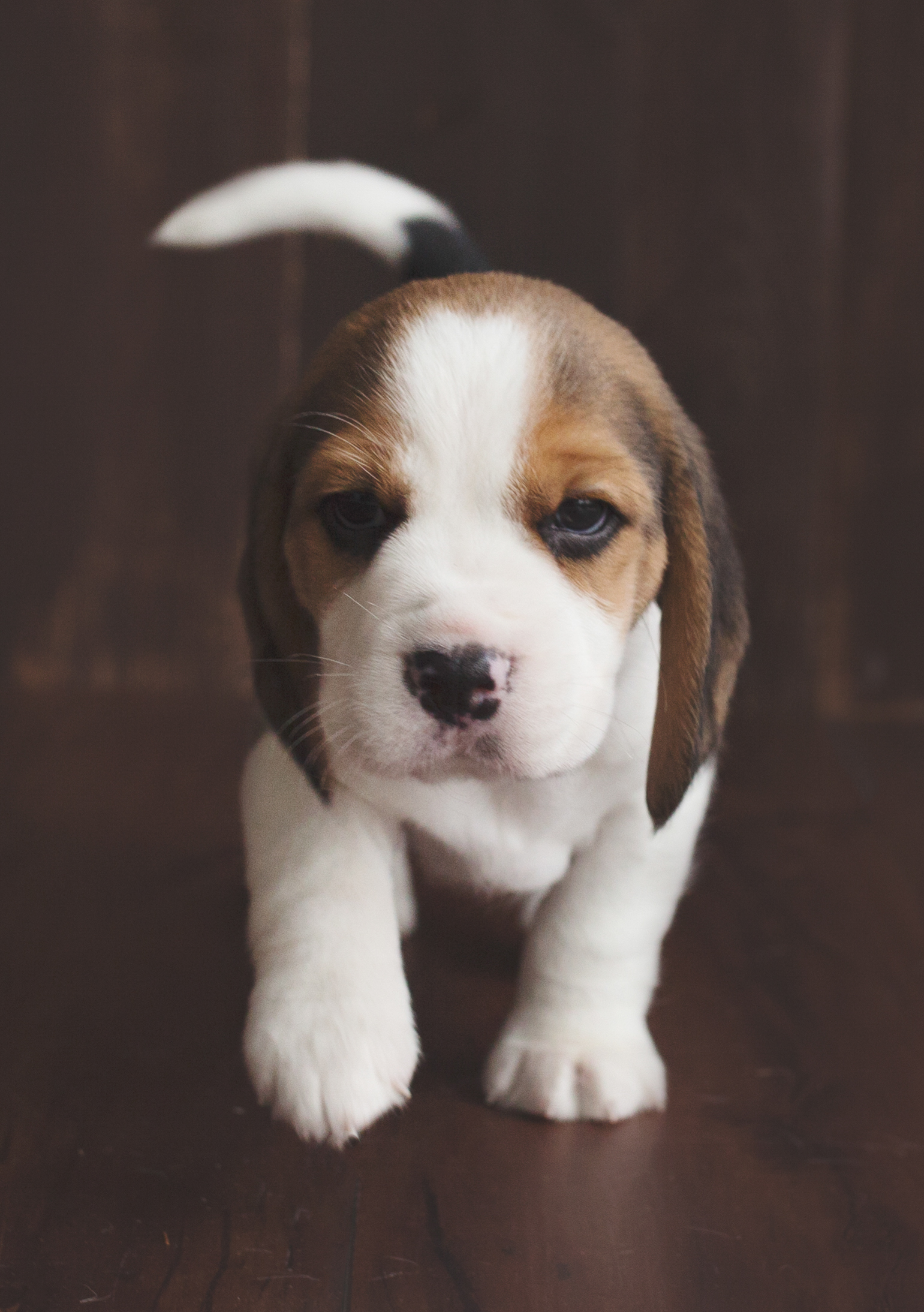 Beagle puppies are 5 weeks ~ Woodinville Seattle AKC | Kazuri