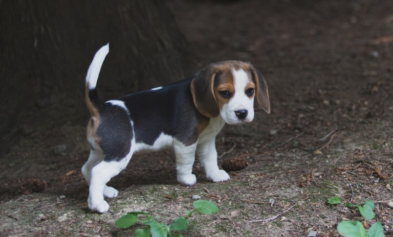 Beagle puppies are 8 weeks old ~ Woodinville Seattle WA AKC | Kazuri