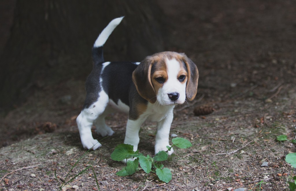 8 Week Old Beagle Puppy Beagle Old Puppies Week Beagles Diet Care 1001doggy Appearance Physical