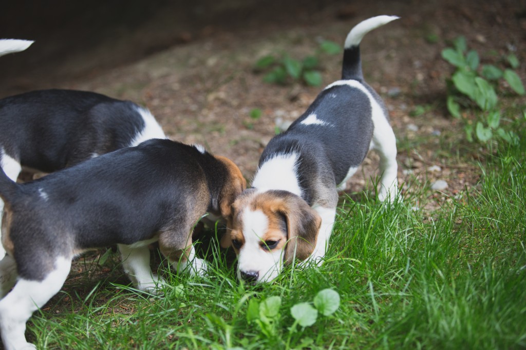 Beagle puppies are 8 weeks old ~ Woodinville Seattle WA AKC | Kazuri