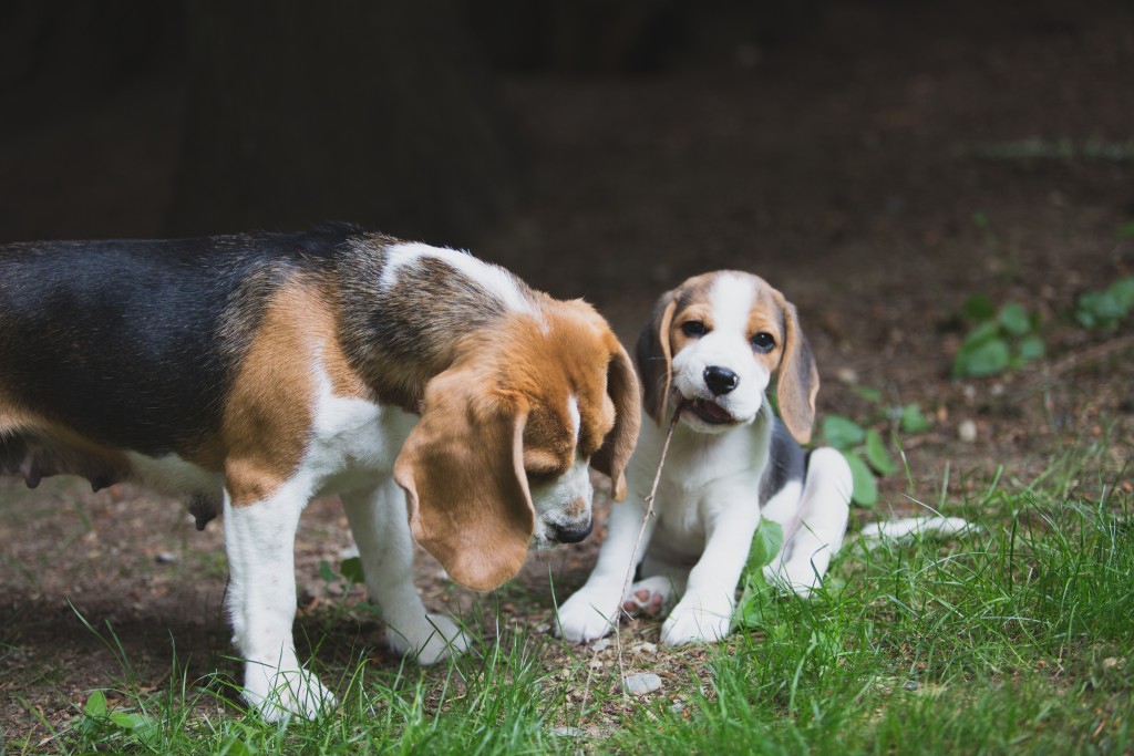 Beagle Puppies Are 8 Weeks Old Woodinville Seattle Wa Akc Kazuri