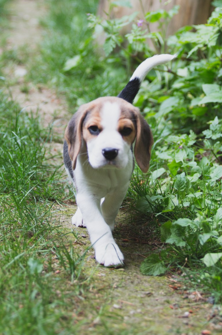 Beagle puppies are 8 weeks old Woodinville Seattle WA