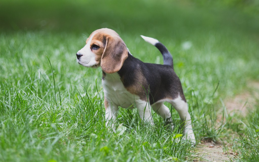 Beagle puppies are 8 weeks old ~ Woodinville Seattle WA AKC | Kazuri