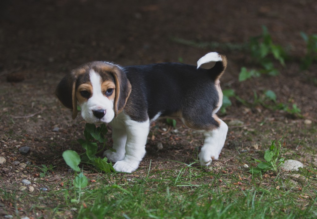 Beagle puppies are 8 weeks old ~ Woodinville Seattle WA AKC | Kazuri