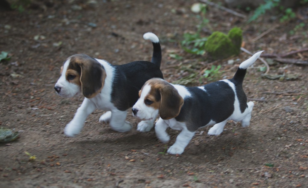 Beagle puppies are 8 weeks old ~ Woodinville Seattle WA AKC | Kazuri