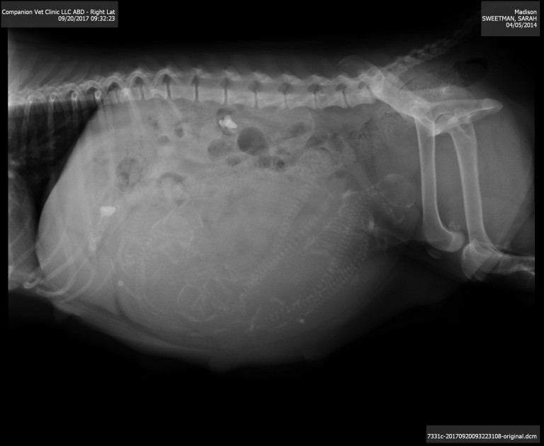 Beagle Puppy Xray | Kazuri