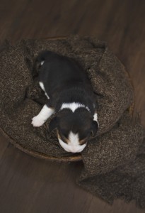 beagle 1 week-30