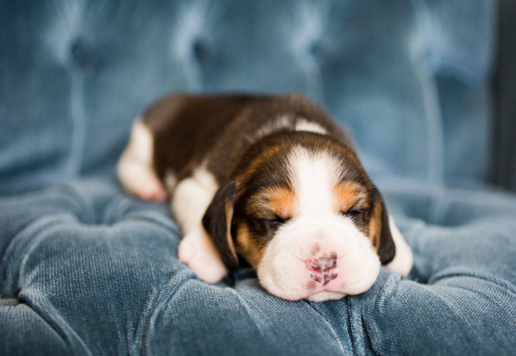 Beagle puppies are 2 weeks old | Kazuri